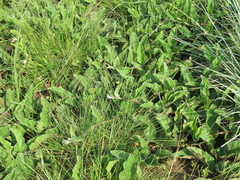 Ipomoea oblongata