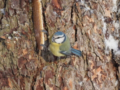 Cyanistes caeruleus