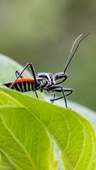 Rhynocoris fuscipes
