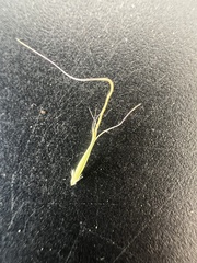 Pentapogon quadrifidus