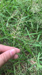 Eragrostis amabilis