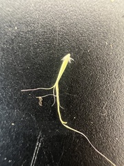 Pentapogon quadrifidus