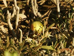Setophaga petechia bryanti