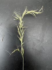 Pentapogon quadrifidus