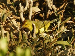Setophaga petechia bryanti
