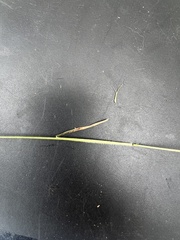 Pentapogon quadrifidus