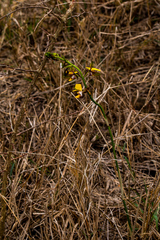 Eulophia streptopetala