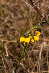 Eulophia streptopetala