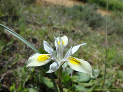 Moraea fugax