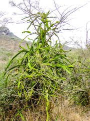 Hylocereeae