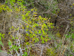 Ficus ingens
