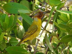Setophaga petechia bryanti