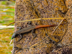 Platysaurus