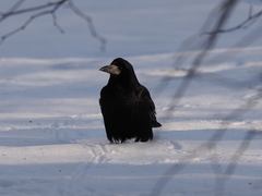 Corvus frugilegus