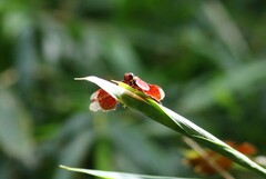 Neurothemis ramburii