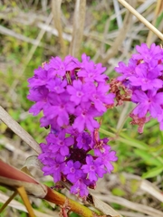 Verbena rigida