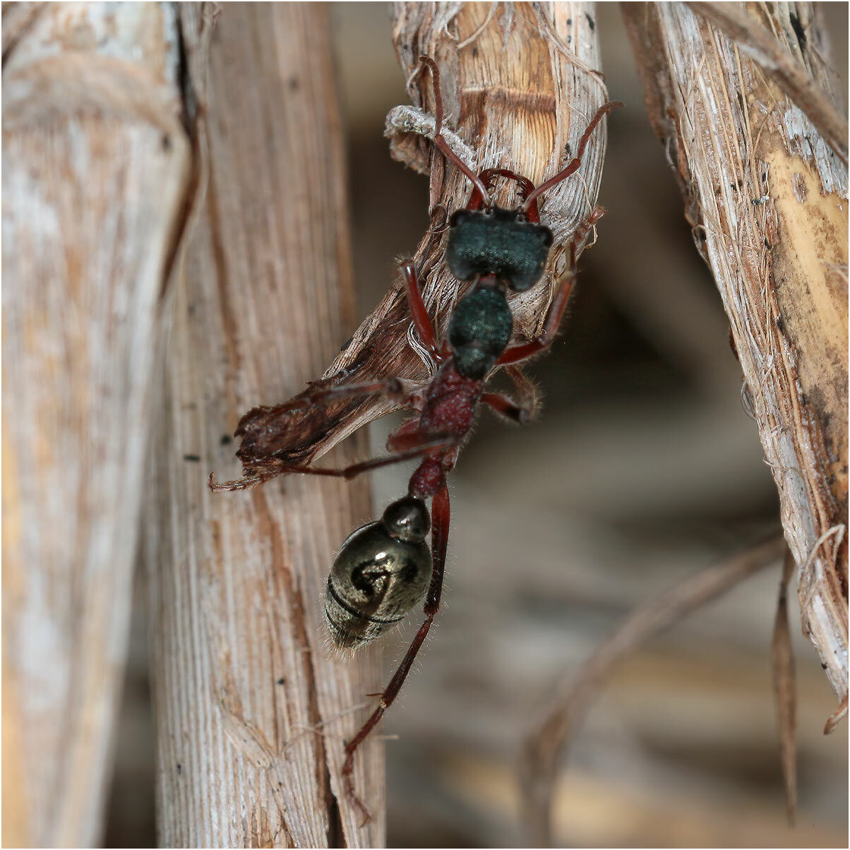 Myrmecia auriventris