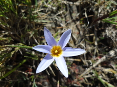 Romulea tabularis