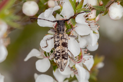 Pempsamacra dispersa