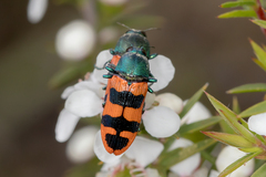 Castiarina crenata