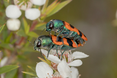 Castiarina crenata