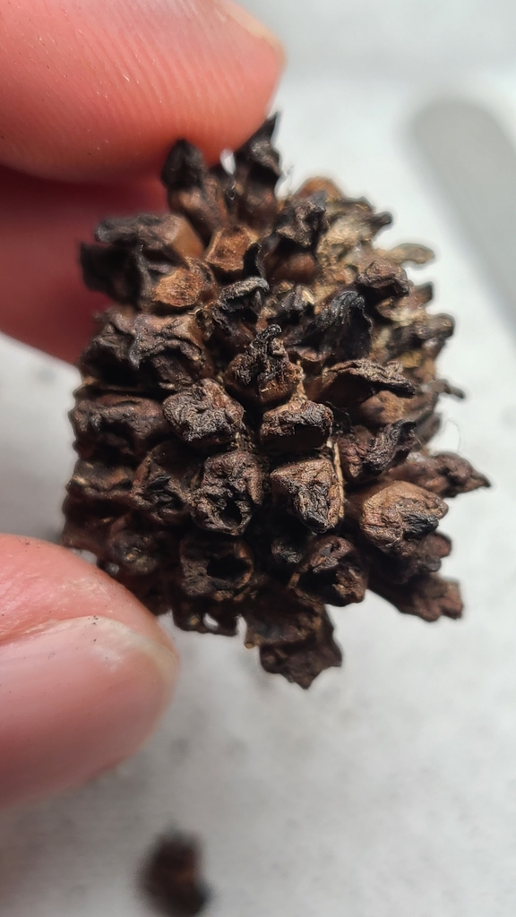 Dryocosmus favus from ReedTurner Woodland Nature Center on December 19