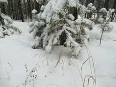Elymus sibiricus
