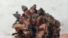Dryocosmus favus