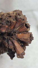Dryocosmus favus