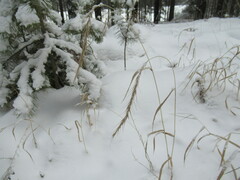 Elymus sibiricus
