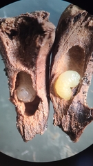 Dryocosmus favus