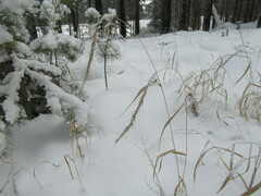 Elymus sibiricus