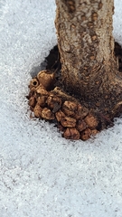 Dryocosmus favus