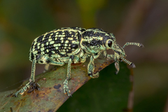 Chrysolopus spectabilis