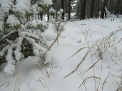 Elymus sibiricus
