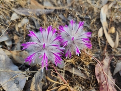 Ptilotus manglesii