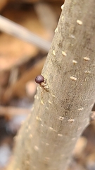 Neuroterus vesicula