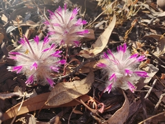 Ptilotus manglesii