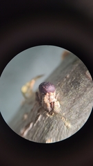 Neuroterus vesicula
