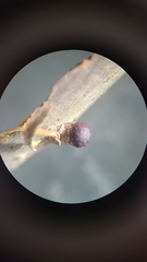 Neuroterus vesicula