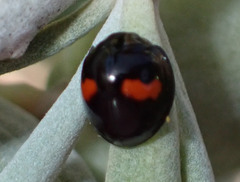 Chilocorus canariensis