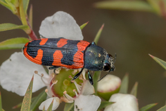 Castiarina crenata