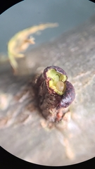 Neuroterus vesicula