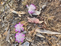 Ptilotus manglesii