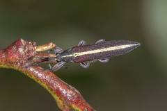 Rhinotia suturalis
