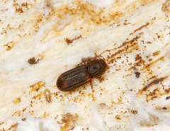 Paha laticollis