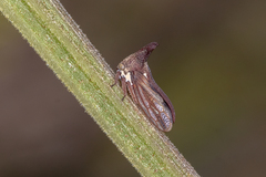 Acanthuchus trispinifer