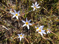 Romulea tabularis