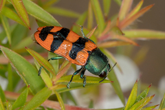 Castiarina crenata