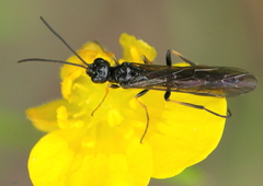 Cephidae